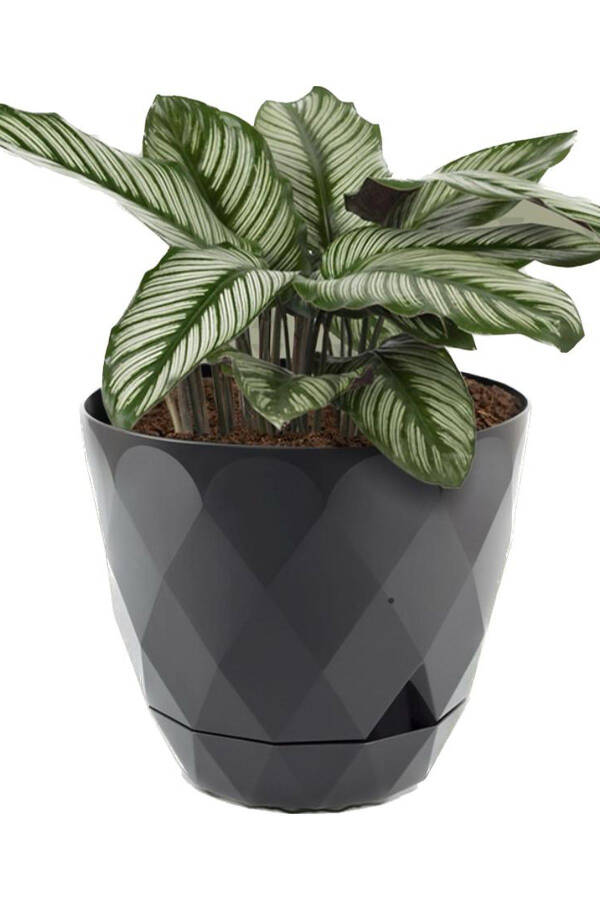 No 3 Büyük Boy 4 Adet Baklava Desenli Tabaklı Plastik Saksı Yakamoz 2,4 Lt-ANTRASİT - 4