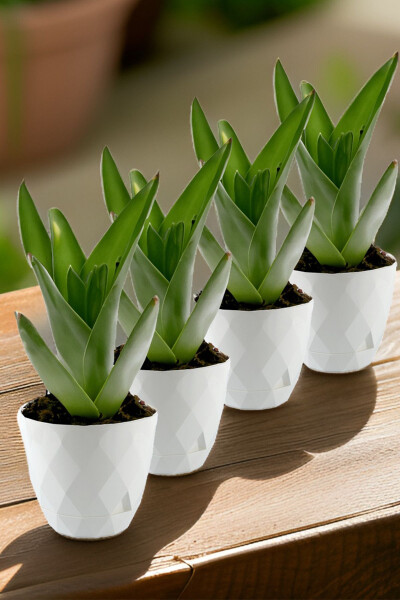 No3 4 dona 2,4 litr oq rangli 17,5 sm paxlava naqshli o'z-o'zidan likopchali plastik gul idishi - 3