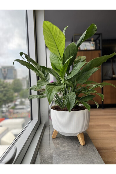 Nostalgic Pedestal Planter: 29 Cm (8 LITERS) - ELIF