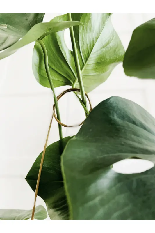 Опора для растений / Черная металлическая крючковая модель 65 см / 1 шт. / Лестница для вьющихся растений - 5