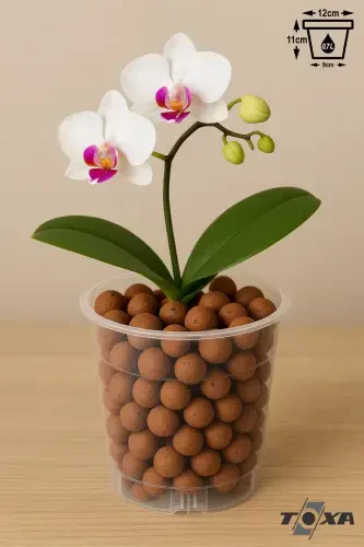 Orchid Growing Pot 12 Pack 0.75lt Clear Plastic Pot - 1