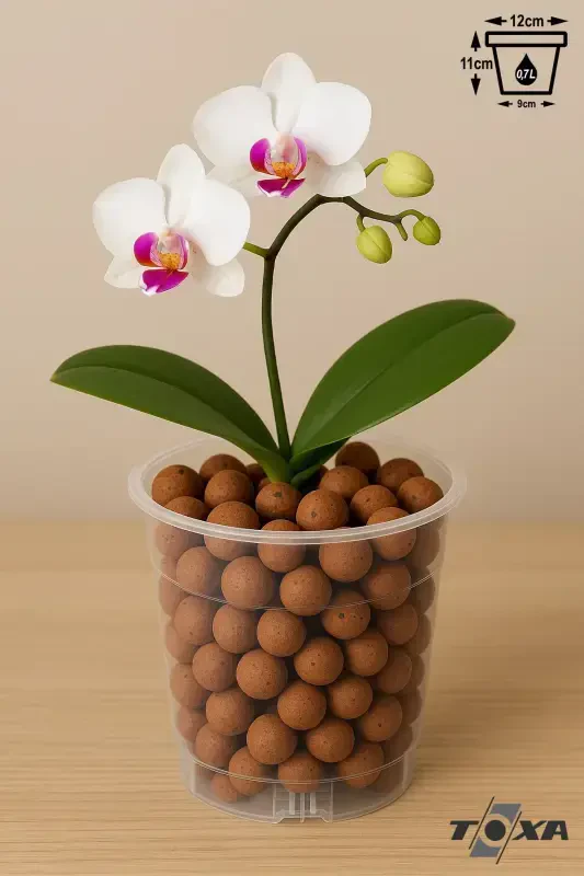 Orchid Growing Pot 12 Pack 0.75lt Clear Plastic Pot - TOXA