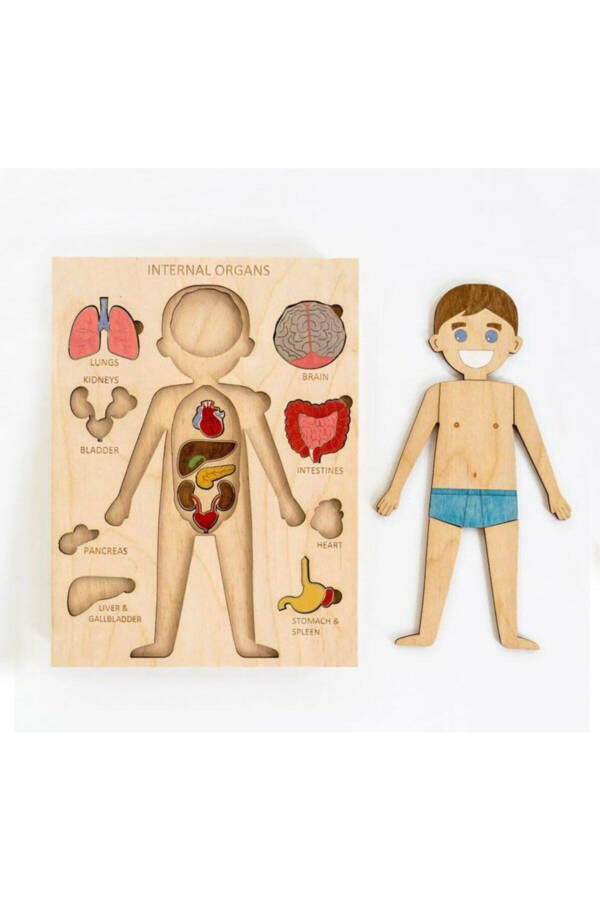 Paintable Human Body and Organs Puzzle - 3