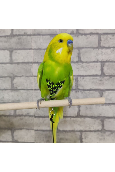 Parakeet Walking Harness - 2