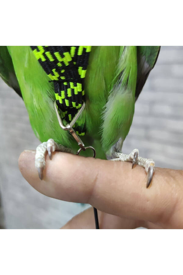 Parakeet Walking Harness - 4