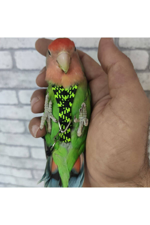 Parakeet Walking Harness - 5