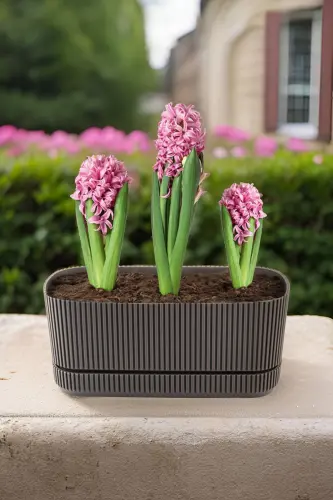 Pera 2 No Long Flower Pot Succulent Cactus And Plant Pot. 3 Litre 
