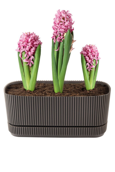 Pera 2 No Long Flower Pot Succulent Cactus And Plant Pot. 3 Litre - 14