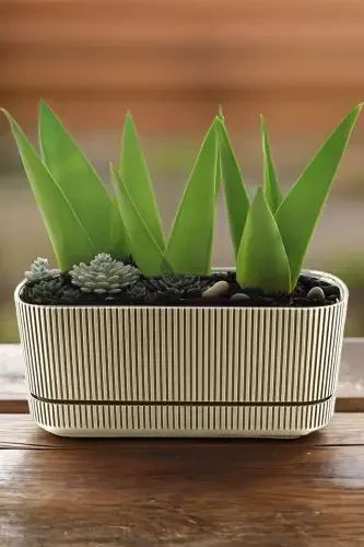 Pera No 2 Long Pot Flower Succulent Cactus and Plant Pot. 3 Liters-BEIGE - 1