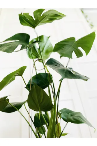 Plant Support Stick / Black Metal Hook Model 65 Cm / 1 Piece / Climbing Ladder - 7