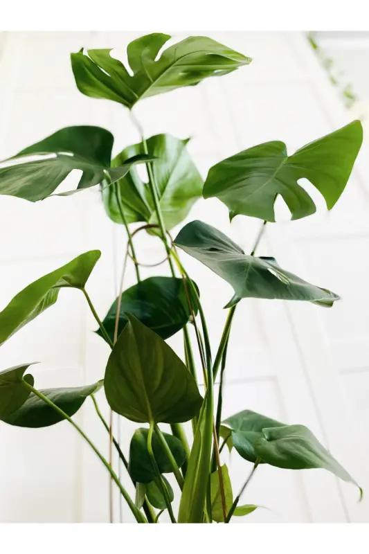 Plant Support Stick / Black Metal Hook Model 65 Cm / 1 Piece / Climbing Ladder - 7