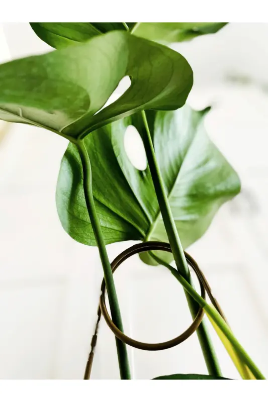 Plant Support Stick / Black Metal Hook Model 65 Cm / 1 Piece / Climbing Ladder - 8