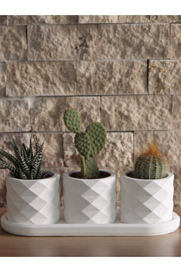 Prism Succulent Planter Oval Plate 3-Piece Set Decorative Gift Raw White - 2