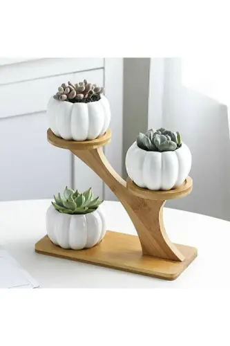 Pumpkin Succulent and Cactus Pot Set of 3 - 1
