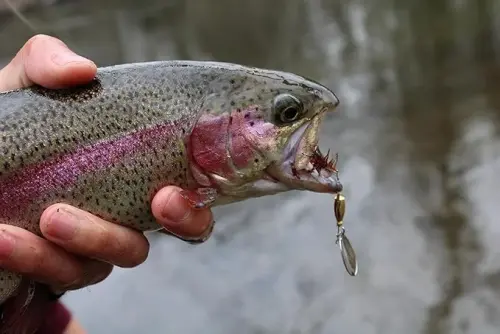 RoxStar Fly Strikers Proven Nationwide to Out-Fish Any Spinner | Hand-Tied in The USA | Most Versatile Fishing Spinner Ever! Trout, Bass, Steelhead - 5