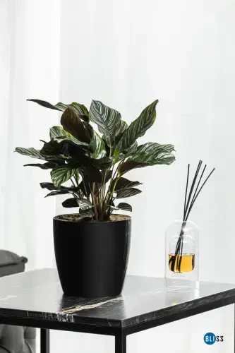 Ruby Bright Decorative Plastic Flower Tabletop Pot 22 Liters Indoor & Outdoor Black Pot-Black - 4