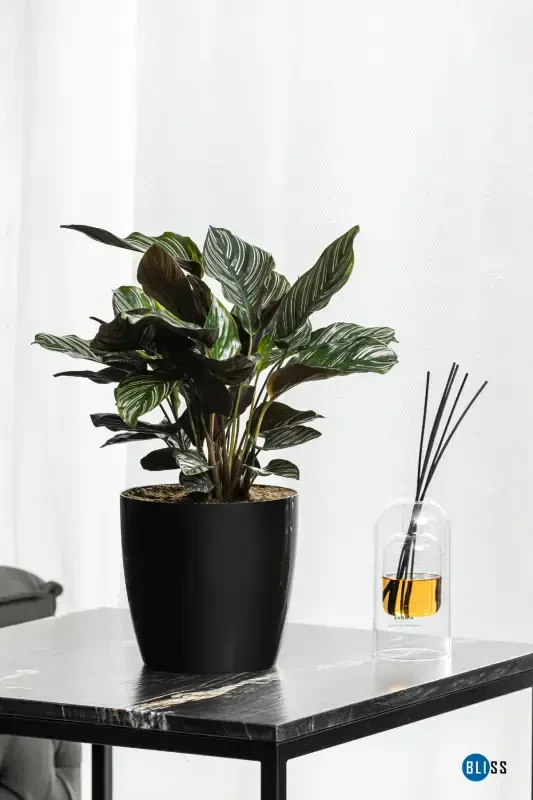 Ruby Bright Decorative Plastic Flower Tabletop Pot 22 Liters Indoor & Outdoor Black Pot-Black - 4