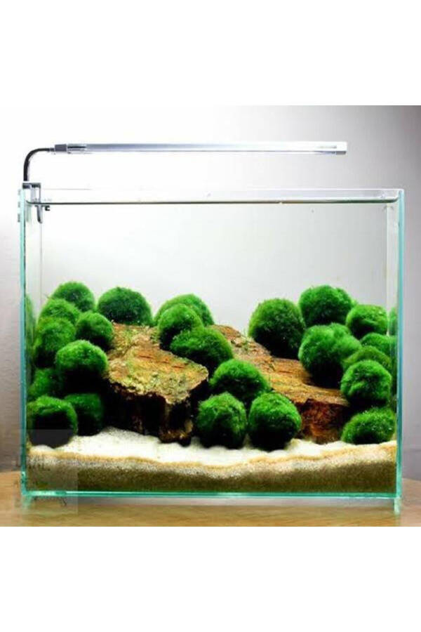 Шарик из мха Marimo, приносящий удачу - Mossball 3-5 Cm - 1