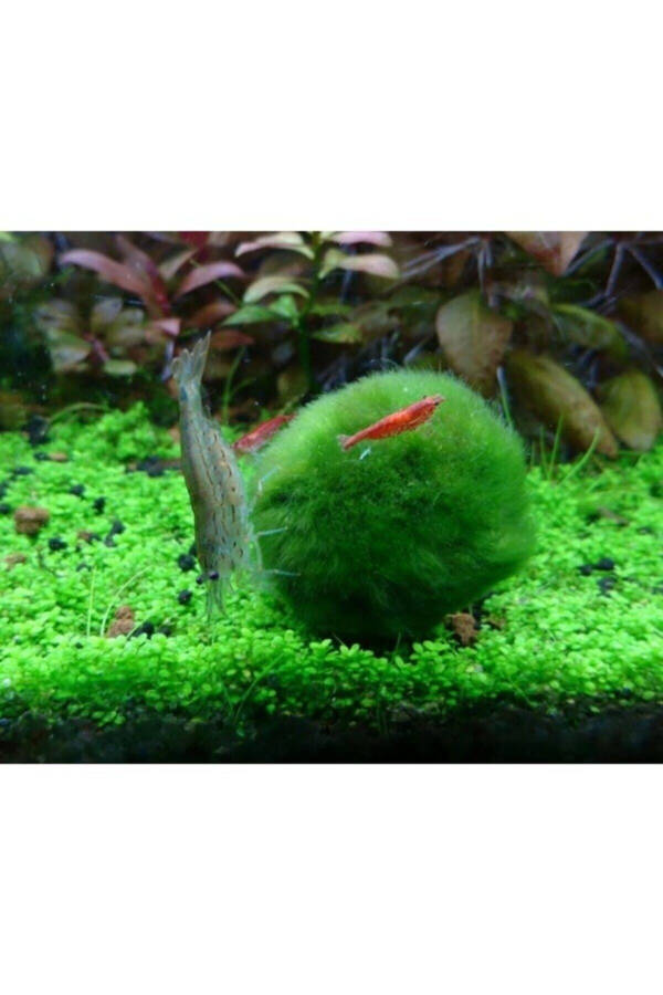 Шарик из мха Marimo, приносящий удачу - Mossball 3-5 Cm - 2