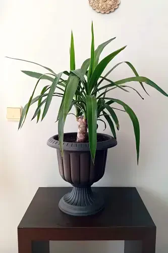 Serinova Nargis Saksisi 6 Litr Antratsit Oyoqli Plastik Gul Saksisi-Antratsit - 5