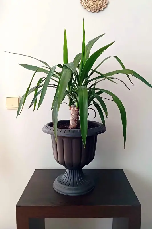 Serinova Nergis Pot 6 Liter Anthracite Footed Plastic Flower Pot-Anthracite - 5