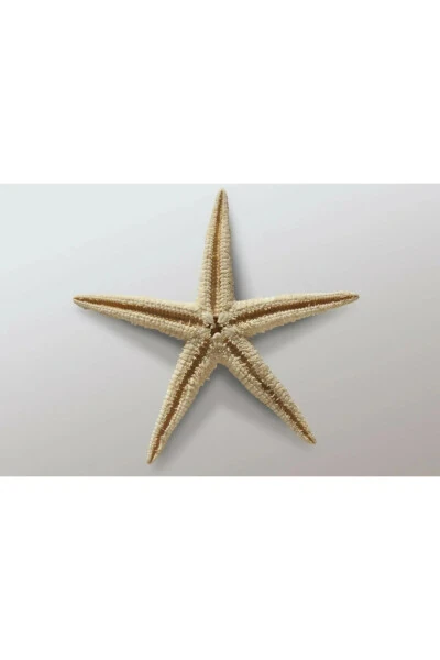 Small Starfish 100 Pieces 1.5x3.5cm For Sale Starfish Mevlid Candies Decoration Material - AKER HEDIYELIK (1)