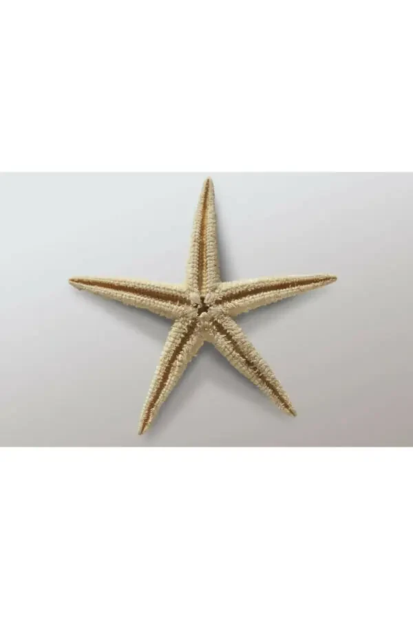 Small Starfish 100 Pieces 1.5x3.5cm For Sale Starfish Mevlid Candies Decoration Material - 2