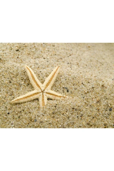 Small Starfish 100 Pieces 1.5x3.5cm For Sale Starfish Mevlid Candies Decoration Material - 4