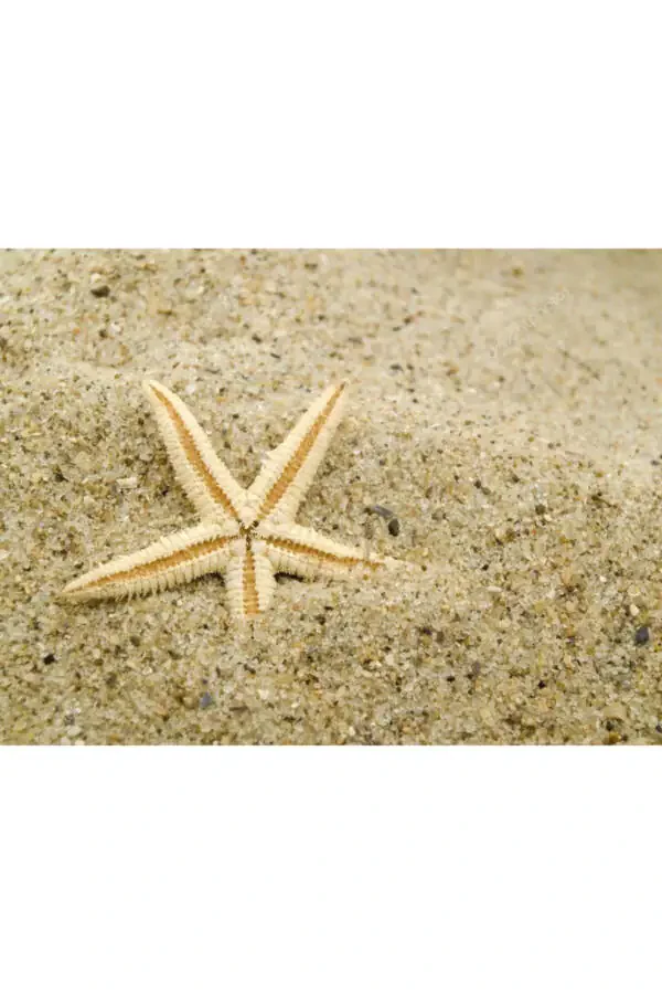 Small Starfish 100 Pieces 1.5x3.5cm For Sale Starfish Mevlid Candies Decoration Material - 4