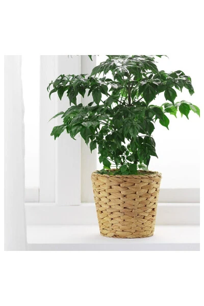 Small Wicker Pot with a Diameter of 15 Cm and a Height of 13 Cm, Water Hyacinth (Plastic Inside) - IKEA