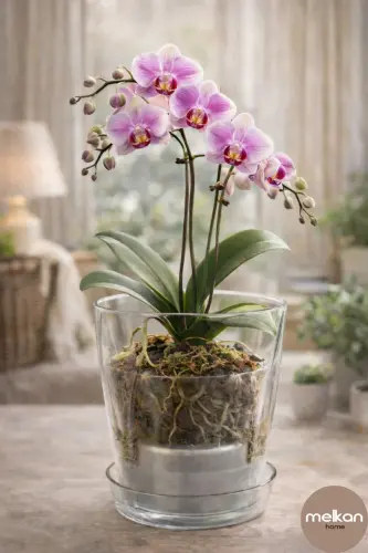Spiral Orchid Pot Transparent 1.3 L Transparent Orchid Pot - 9
