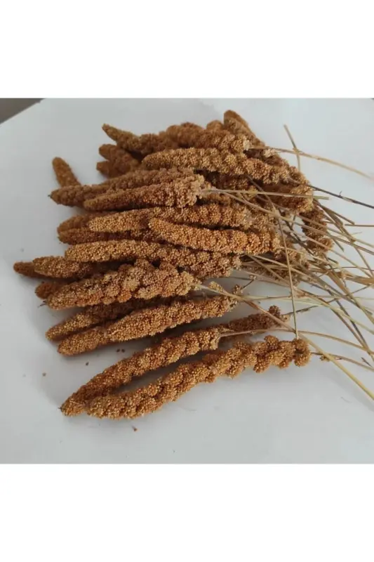Tabiiy ishlab chiqarilgan Qizil dengiz o'ti (500 gr.) - KAFES KUŞ