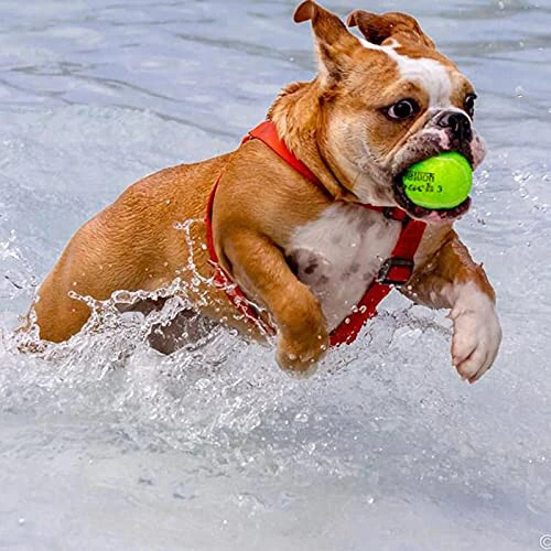 Teloon Pressure Training Tennis Balls - 12 or 18 Count - Mesh Carry Bag, 4 Colors Available, Pressureless Training Exercise Tennis Balls for Beginners - 5