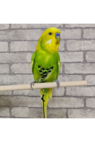 To'tiqush yurish kamarasi - OZZIPETSHOP (1)