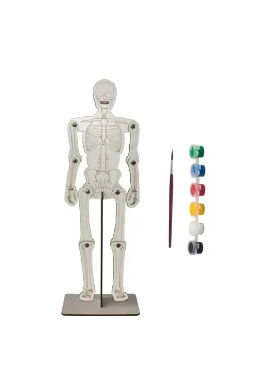 Wooden Paintable Model Toy and Painting Set, Wooden Puzzle Toy-Skeleton - 1