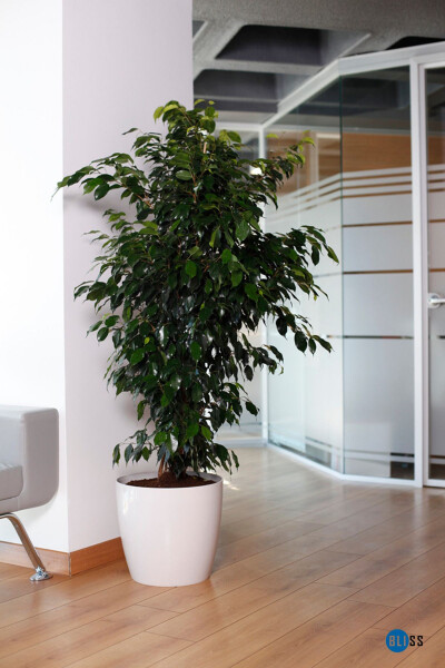 Yakut Parlak Dekoratif Plastik Çiçek Masa Saksısı 22 Litre Iç & Dış Mekan Siyah Saksı-Kırık Beyaz - BLISS