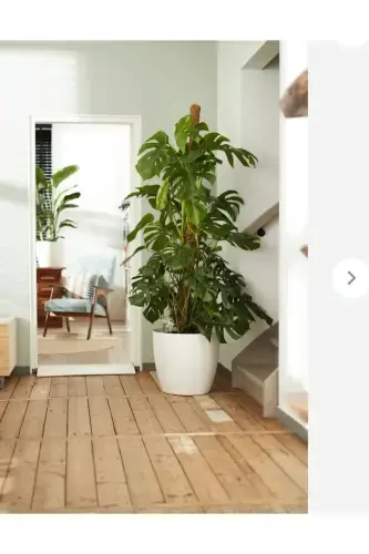 Yakut Gulzor Koshig'i Sinish Oq 22 Litr - 4