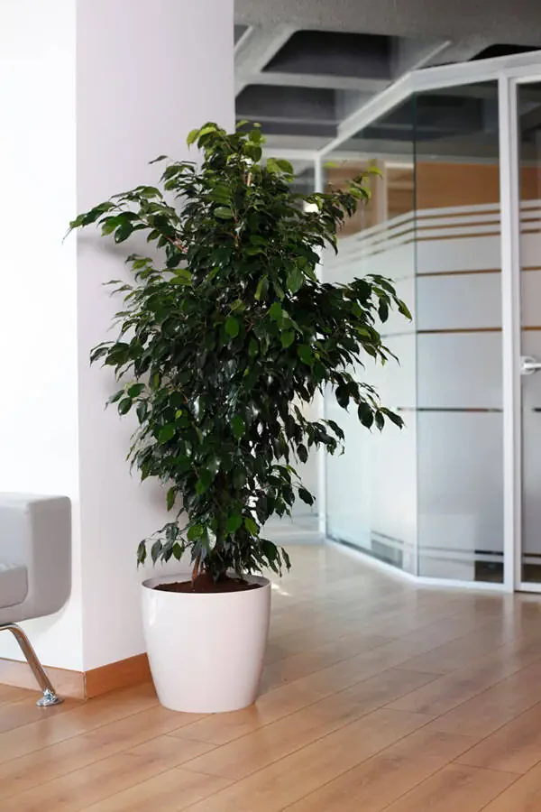 Yakut White Flower Pot 22 L 2 Pack - 1