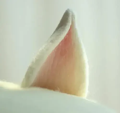 Yuri Japan Meyveleri Portakal Şeftali Bere Sevimli Lolita Kız Şapka Ressam Şapkası Kadınlar için Aksesuarlar Hediye - 5